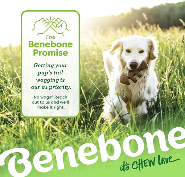 Benebone Fishbone Durable Dog Chew Toy for Aggressive Chewers, Real Fish, Made in USA, Medium6