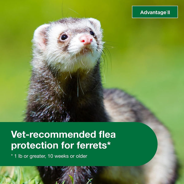 Advantage II Ferret Vet-Recommended Flea Treatment & Prevention | Ferret 1+ Lbs. | 2-Month Supply4