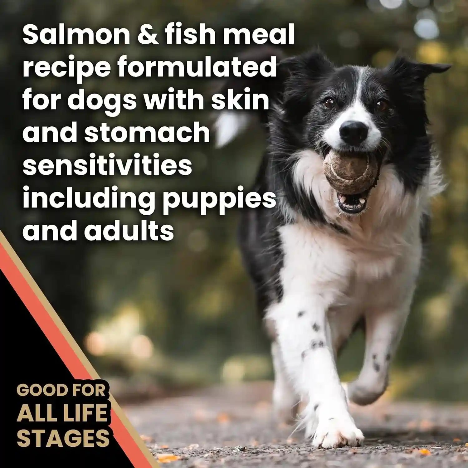 victor-super-premium-dog-food-sensitive-skin-and-stomach-salmon-meal-brown-rice-recipe-dry-kibble-gluten-free-no-chicken-ideal-for-dogs-with-allergies-adult-and-puppy-food-5-lb