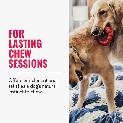KONG Ring - Natural Rubber Ring Toy for Healthy Chewing Habits - Chew Toy Supports Dog Dental Health - Dog Toy Supports Instincts during Playtime - for Small/Medium Dogs3