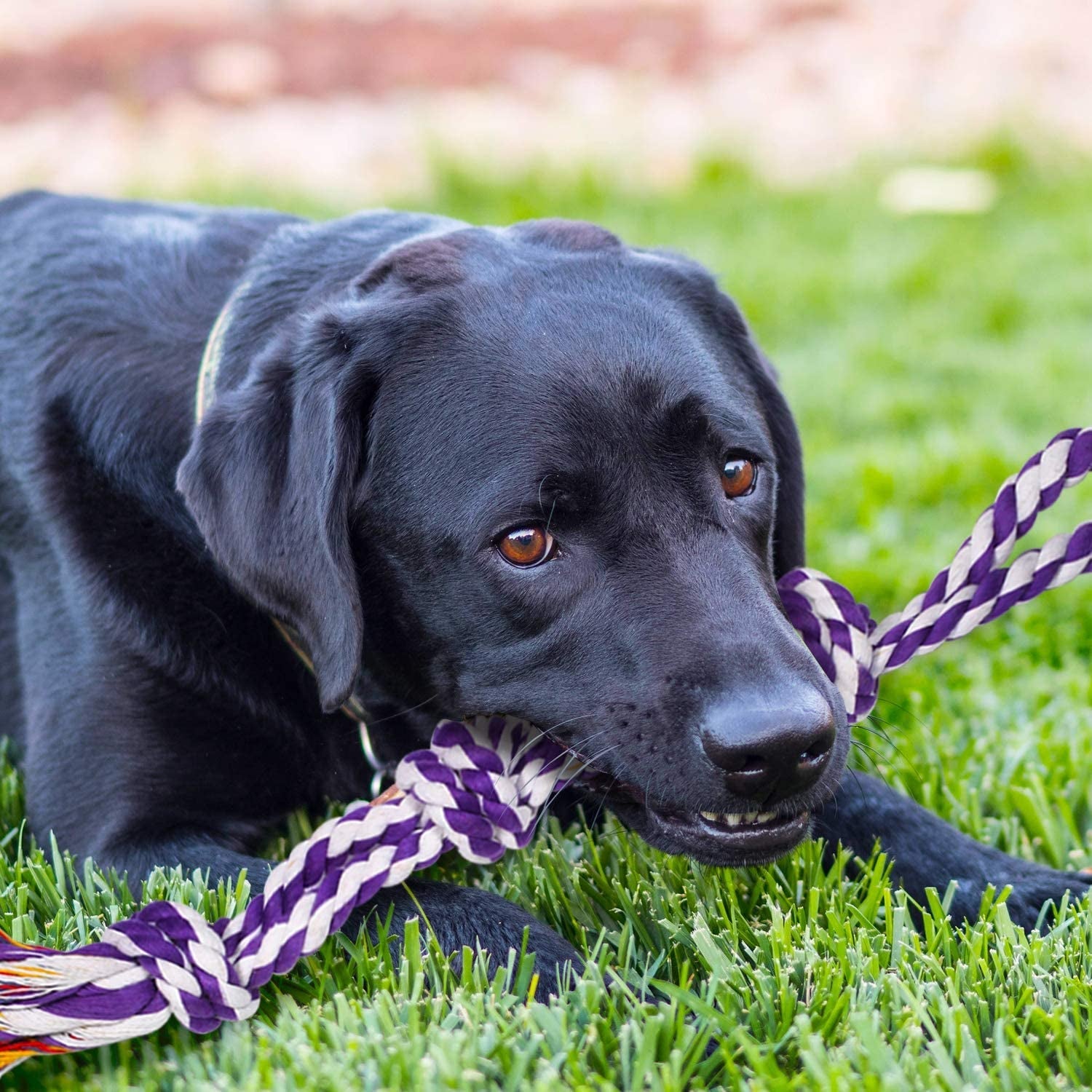 sharlovy-large-tough-chew-toys-for-aggressive-chewers-large-breed-heavy-duty-dental-rope-toys-kit-for-medium-dogs-5-knots-indestructible-cotton-puppy-teething-chew-tug-toy-set-of-9