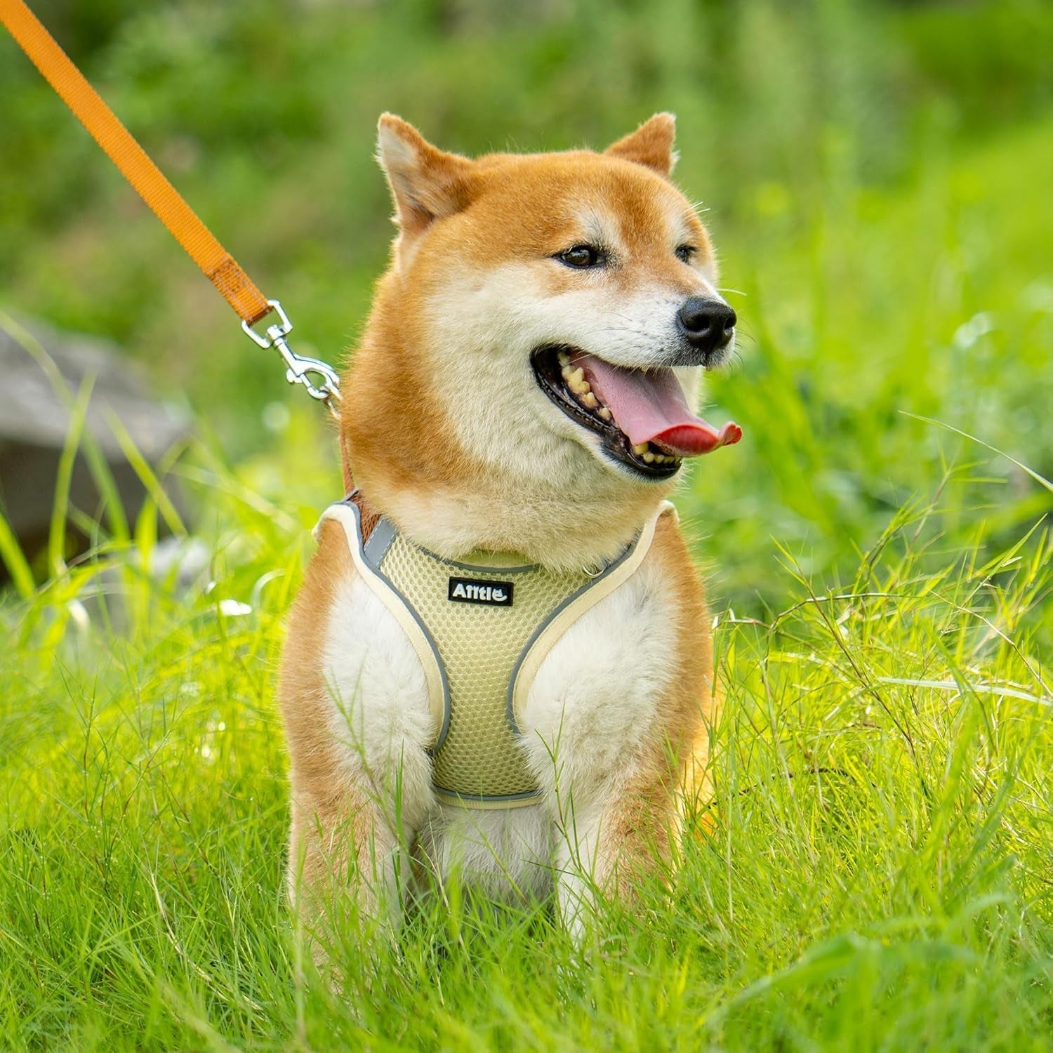 aiitle-no-pull-dog-harness-and-leash-set-step-in-adjustable-dog-harness-with-padded-vest-for-all-weather-dog-leash-with-soft-padded-handle-easy-to-put-on-small-and-medium-dogs-beige-s