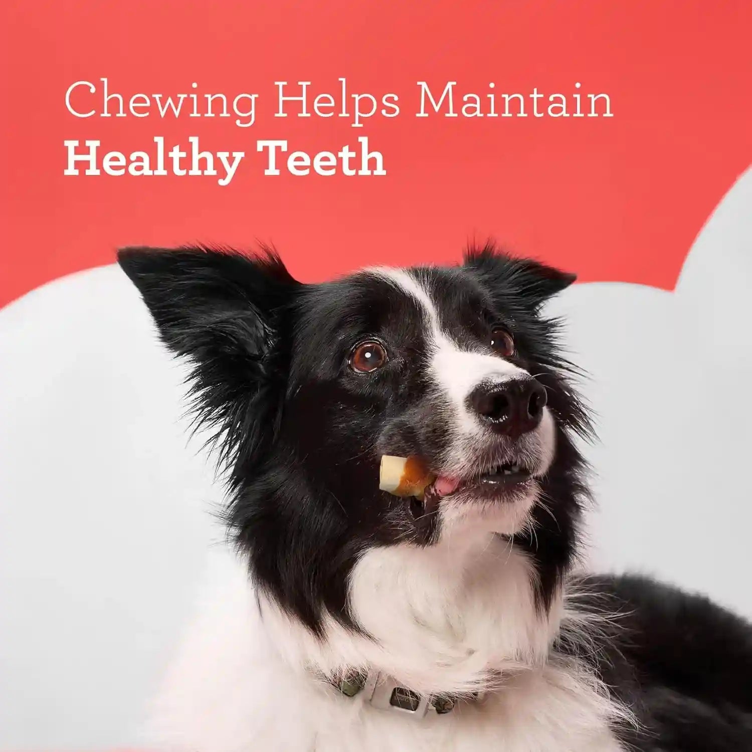 dreambone-chicken-wrapped-mini-stick-dog-treats-daily-rawhide-free-chew-digests-safely-and-completely-with-real-protein-chicken-and-veggies-15-count