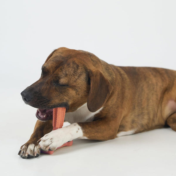 SPOT Bam-Bones plus T Bone – Bamboo Fiber & Nylon Dog Chew Toy for Moderate to Aggressive Chewers, Durable Long Lasting & Non-Splintering, Beef Flavor Toy for Adult Dogs & Puppies under 60 Lbs, 6 In16