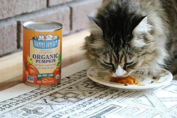 Nummy Tum Tum Organic Pumpkin for Dogs & Cats, 15 Ounce (Pack of 12) | USA Grown Pumpkins, Supports Healthy Digestion for Cats & Dogs, Great for Food Toppers, Treats, & Recipes8