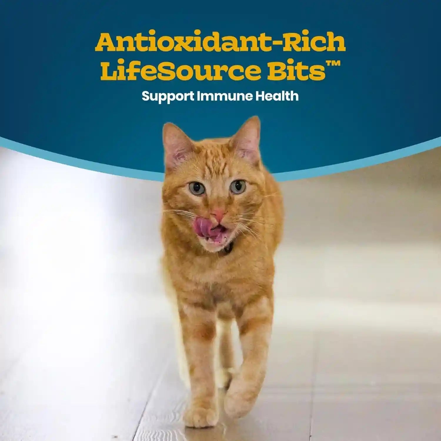 blue-buffalo-tastefuls-irresistible-gravy-experience-chicken-brown-rice-recipe-dry-indoor-cat-food-for-adult-cats-deliciously-healthy-natural-cat-food-supports-digestion-coat-health-3-lbs