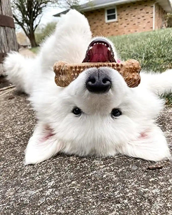 Nylabone Nubz Natural Dog Treats Made with Real Chicken, Large, 40 Count | Long Lasting Dog Chews, Made in the USA, Limited Ingredients, Highly Digestible, Dog Dental Treats for Large Dogs 30+ Lbs5