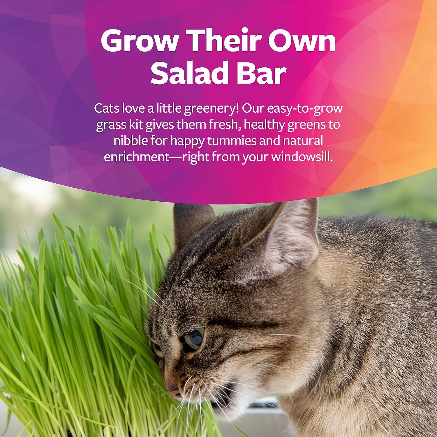 smartykat-sweet-greens-organic-oat-grass-all-in-one-cat-grass-grow-kit-easy-to-grow-to-support-digestion-hairball-reduction