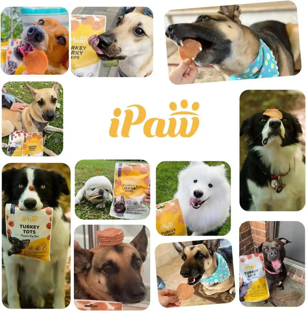 Ipaw Chicken Tots Dog Treat,Sqf-Certified Production Process,Training Treat | Puppy Training, Human Grade, Training Reward, Hypoallergenic, Easy to Digest8
