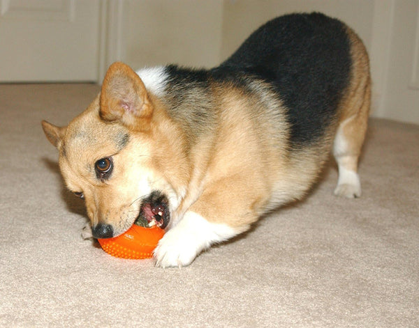 Starmark Everlasting Treat Bento Ball Tough Dog Chew Toy Large2