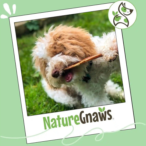 Nature Gnaws Extra Thin Bully Sticks for Small Dogs 5-6" (10 Count) - Long Lasting for Light Chewers and Puppies - Natural Beef Dog Chew Bones7