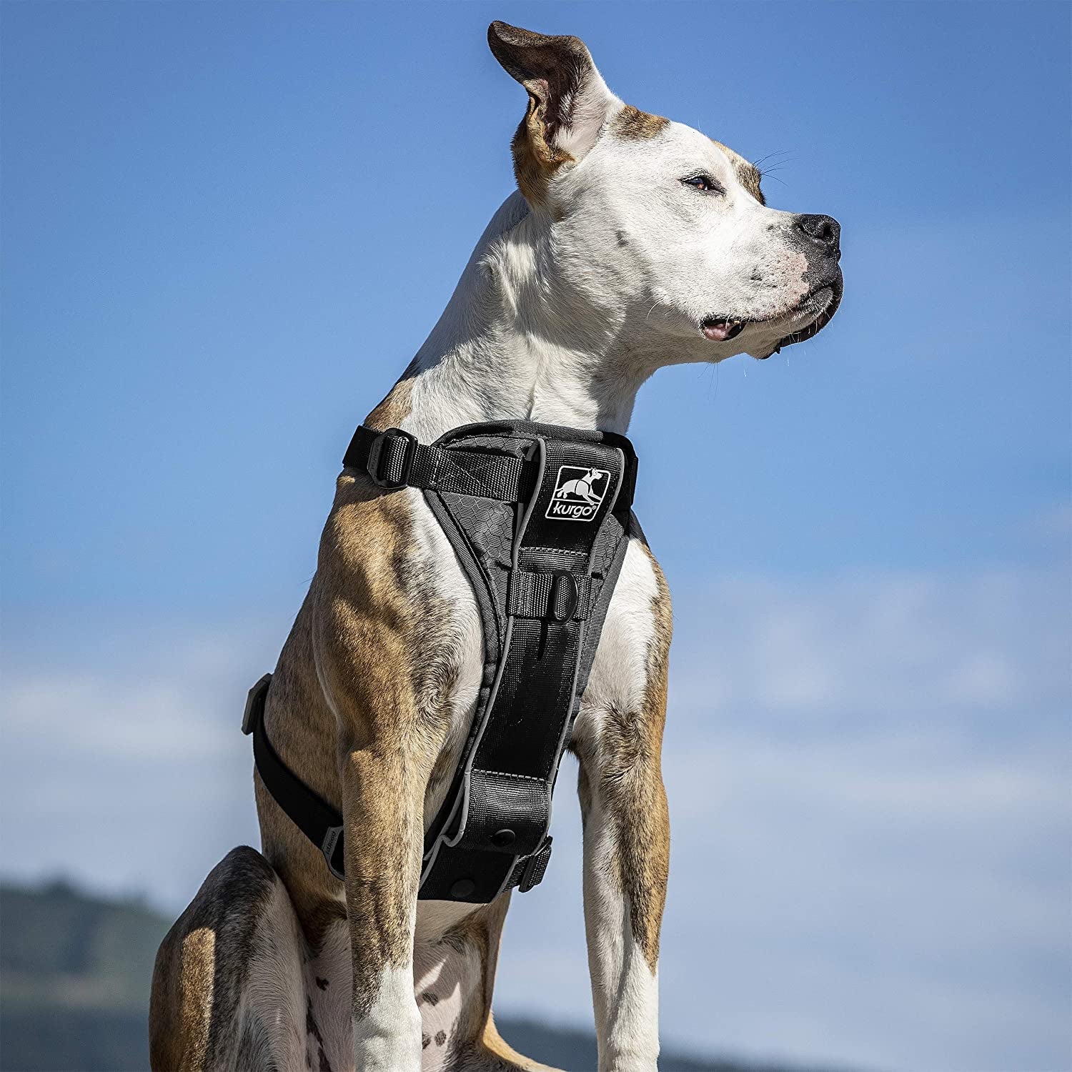 kurgo-tru-fit-smart-harness-black-small-dog-walking-harness-with-quick-release-buckles-front-back-leash-attachments-reflective-trim-includes-seatbelt-tether