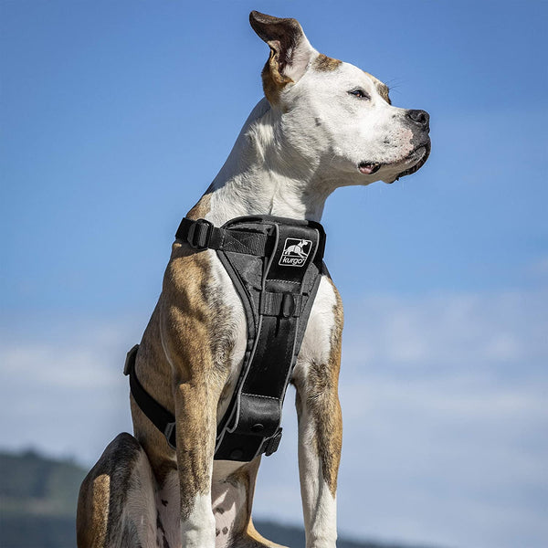 Kurgo Tru-Fit Smart Harness, Black, Small | Dog Walking Harness with Quick Release Buckles, Front & Back Leash Attachments, Reflective Trim, Includes Seatbelt Tether4