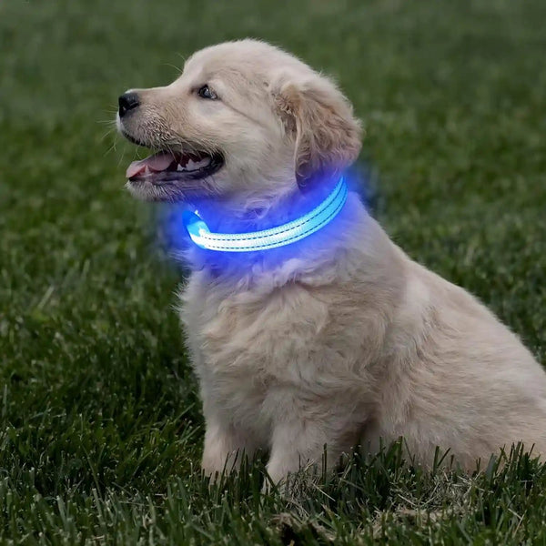 Light up Dog Collar for Small Dogs& Cats, Reflective LED Dog Collar Rechargeable Glowing Puppy Collar Safety Dog Lights for Night Walking (Royal Blue)7