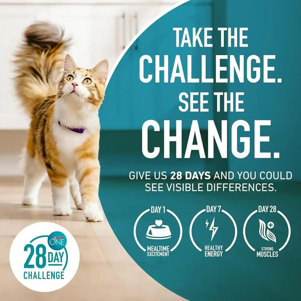Purina ONE High Protein, Natural Senior Dry Cat Food, Indoor Advantage Senior+ - 3.5 Lb. Bag9