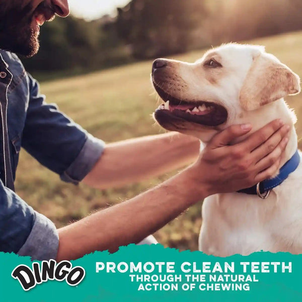 Dingo Dental Sticks Dog Treats with Real Chicken & Parsley, 48 Count | Real Parsley Freshens Breath, Chewing Reduces Tartar & Plaque, Fully Digestible, for Adult Dogs6