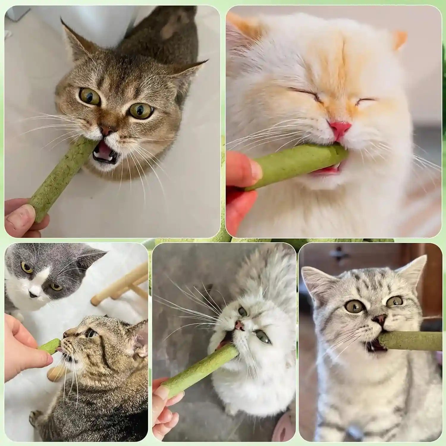30g-cat-grass-sticks-freeze-dried-cats-grass-teething-stick-edible-cat-chew-toy-for-teeth-cleaning-dental-health-and-hairball-removal