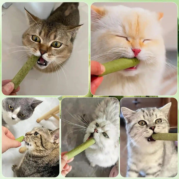 30G Cat Grass Sticks, Freeze Dried Cats Grass Teething Stick, Edible Cat Chew Toy for Teeth Cleaning Dental Health and Hairball Removal9