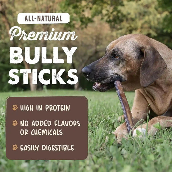 Mighty Paw 12" Bully Sticks for Dogs - Large, Medium and Small Breeds Chew | Single Ingredient, Grass-Fed, Lower Odor, 5 Pack, High Protein, Boredom Buster, All-Natural Sticks2