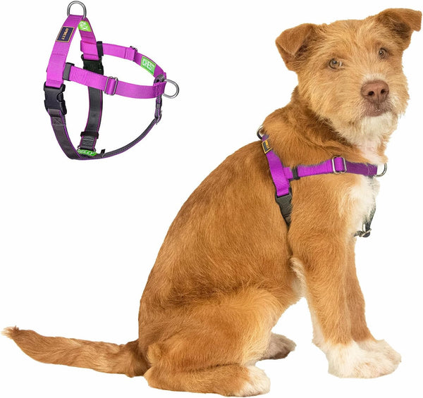 Freedom No Pull Dog Harness, Purple, Large | Designed for Hound Dog Train, Easy Walk with 2 Stainless D-Rings, Sewn-In Instructions Tags, 60-80 Lbs9