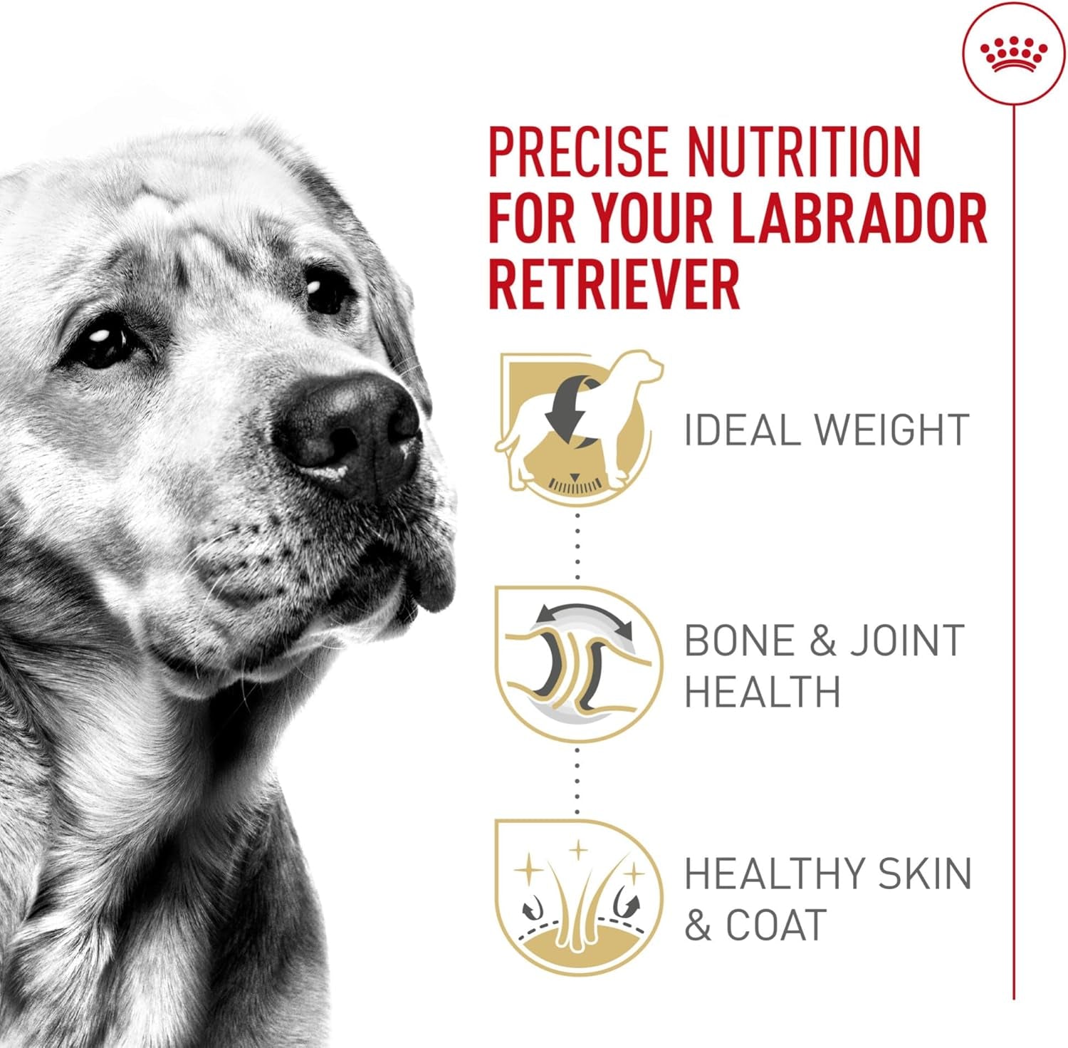 royal-canin-breed-health-nutrition-labrador-retriever-adult-dry-dog-food-30-lb-bag