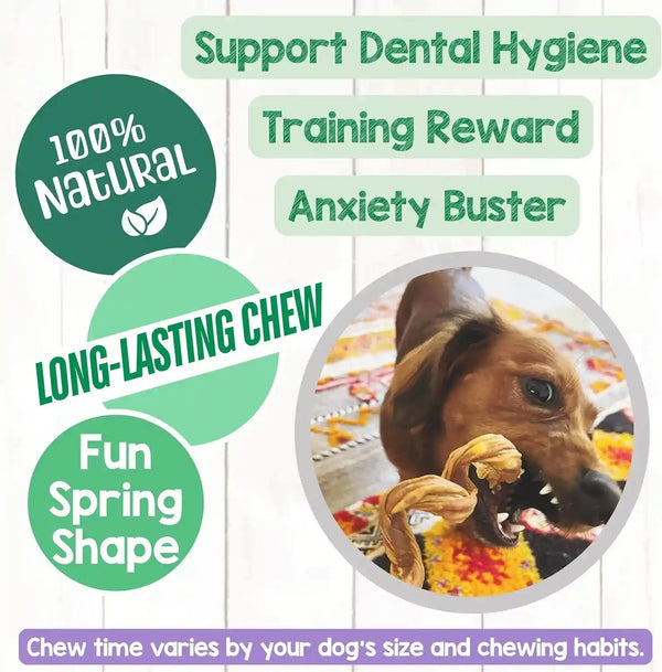 Nature Gnaws Bully Stick Springs for Dogs 7-8" (6 Count) - Long Lasting for Aggressive Chewers - Natural Curly Beef Dog Chew Bones - Rawhide Free4