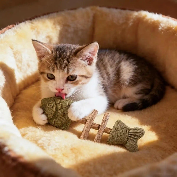 3Pcs Catnip and Silvervine Chew, Fishbone Cat Dental Chew Toy, Cat Chew Stick for Teething, Boredom Relief & Daily2