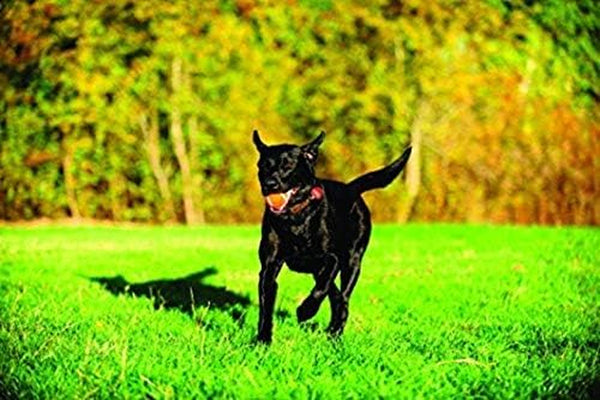 Chuckit! Dog Tennis Ball Dog Toy, Large (3 Inch Diameter) for Dogs 60-100 Lbs, Pack of 29