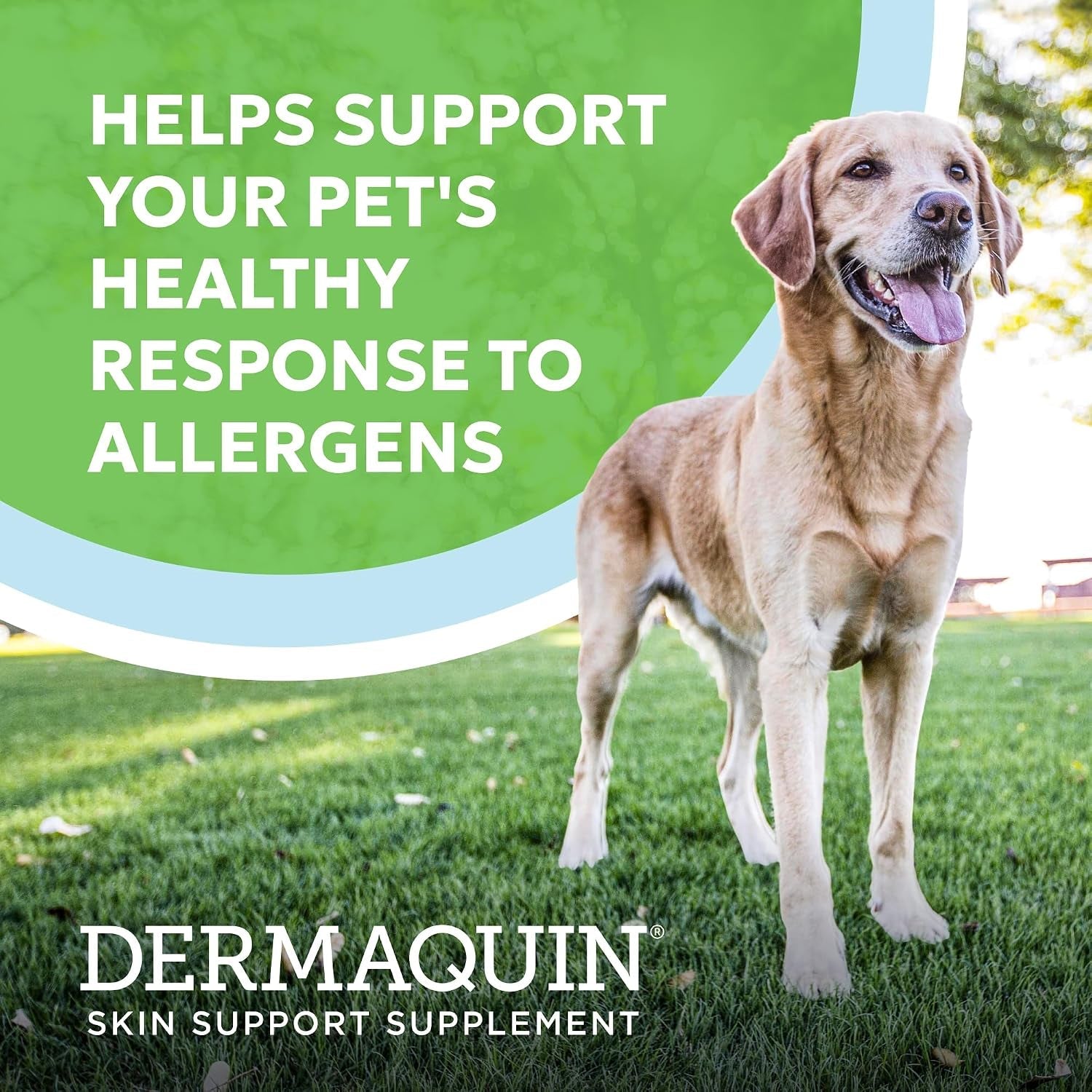 nutramax-dermaquin-dog-supplement-support-for-itchy-skin-soft-chews-60ct