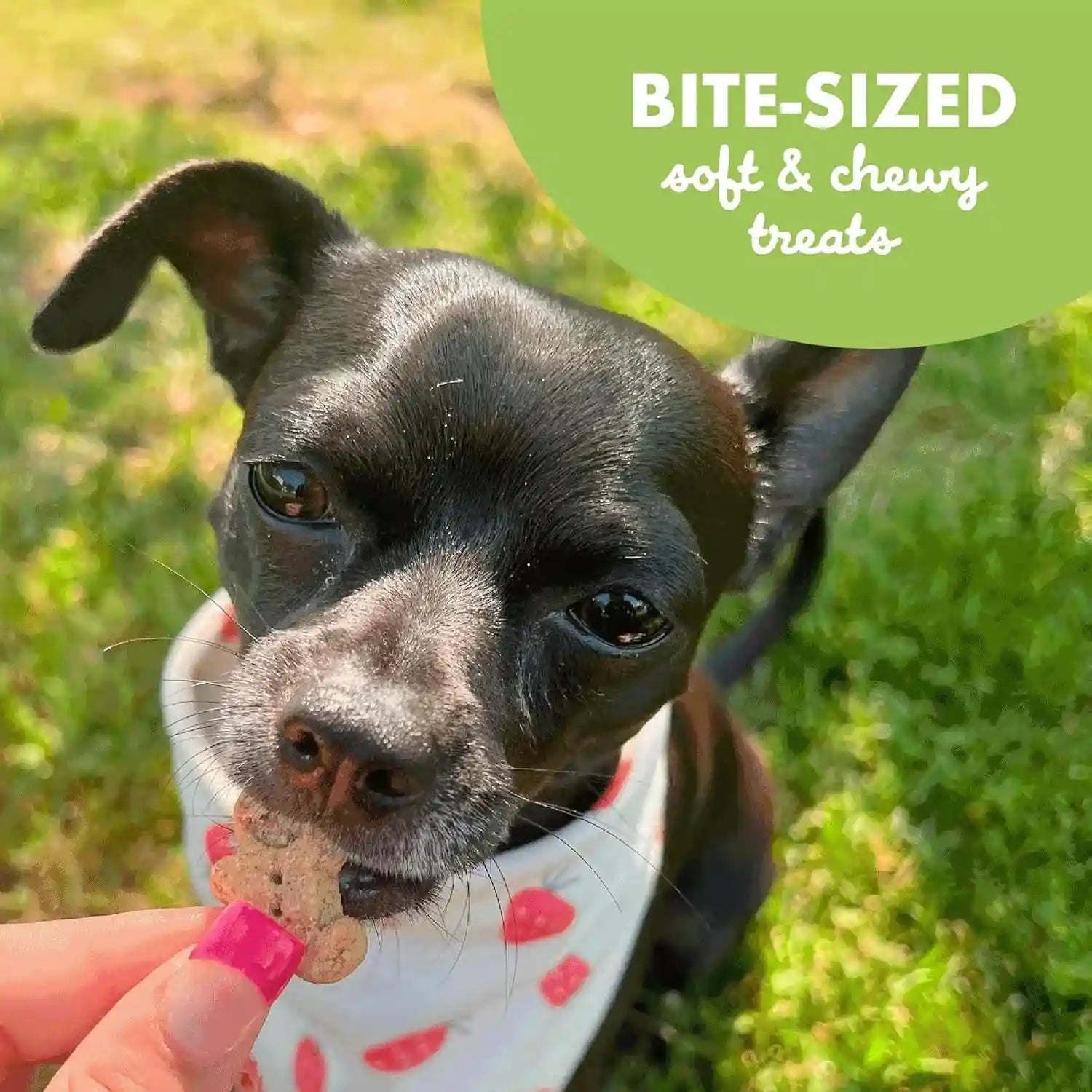buddy-biscuits-softies-6-oz-bag-soft-chewy-natural-roasted-chicken-flavor-dog-treats-oven-baked-in-the-usa