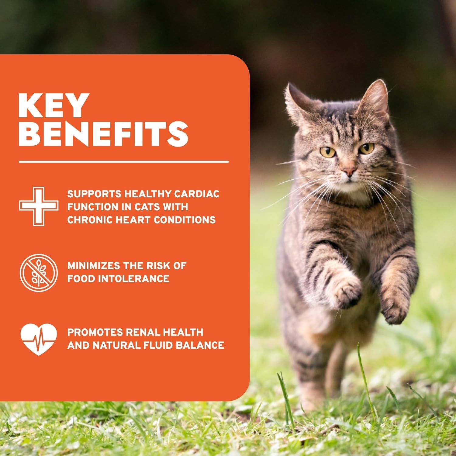 forza10-renal-wet-cat-food-for-adult-cats-3-5-oz-12-pack-lamb-flavor-actiwet-renal-support-vet-formulated-non-gmo-kidney-support-for-adult-cats-made-in-italy