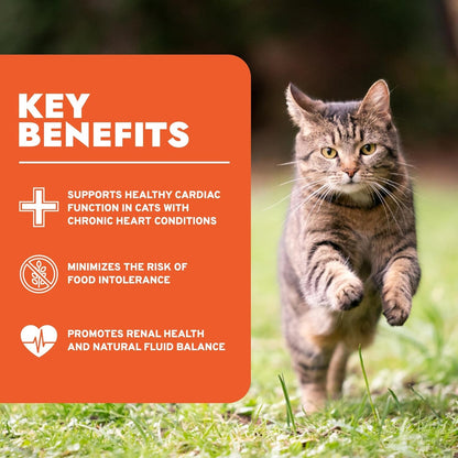 Forza10 Renal Wet Cat Food for Adult Cats - 3.5 Oz, 12 Pack - Lamb Flavor | Actiwet Renal Support - Vet-Formulated, Non-Gmo - Kidney Support for Adult Cats - Made in Italy3