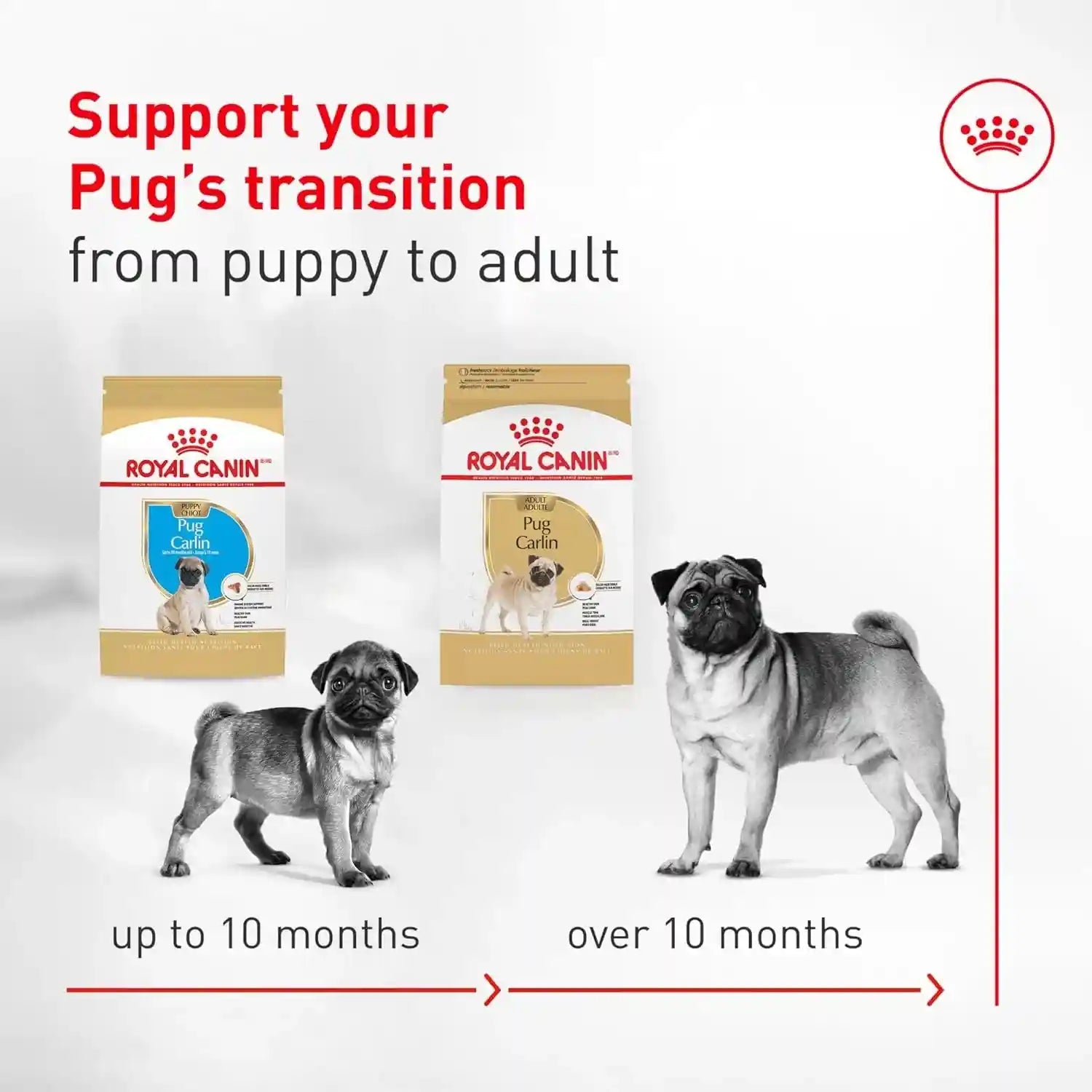 royal-canin-breed-health-nutrition-pug-adult-dry-dog-food-10-lb-bag