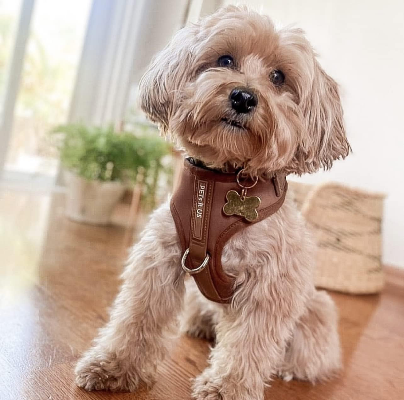 premium-no-pull-dog-harness-soft-neoprene-breathable-mesh-vest-with-front-back-clip-d-rings-adjustable-lightweight-walking-harness-for-puppies-small-medium-dogs-bronze-brown-gold-m