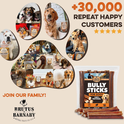 BRUTUS & BARNABY Bully Sticks for Small, Medium & Large Dogs, 6 Inch, 12 Ct | Long Lasting Thick Grass Fed Beef Pizzle Chew Treats, Odor Free and Rawhide Free, Great for Aggressive Chewers6