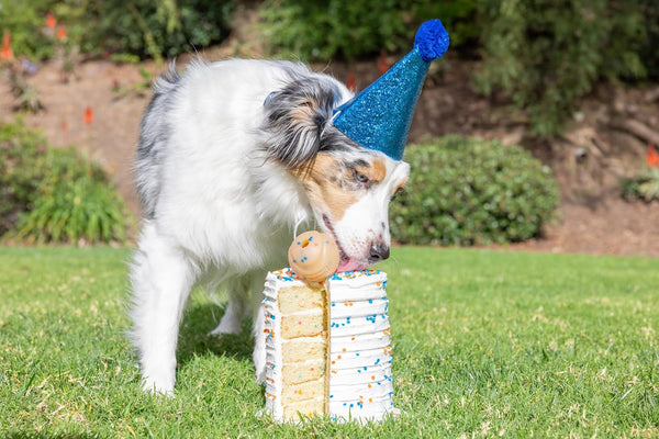 Chuckit! Birthday Fetch Ball, Medium (2.5 Inch Diameter), for Dogs 20-60 Lbs, Pack of 13