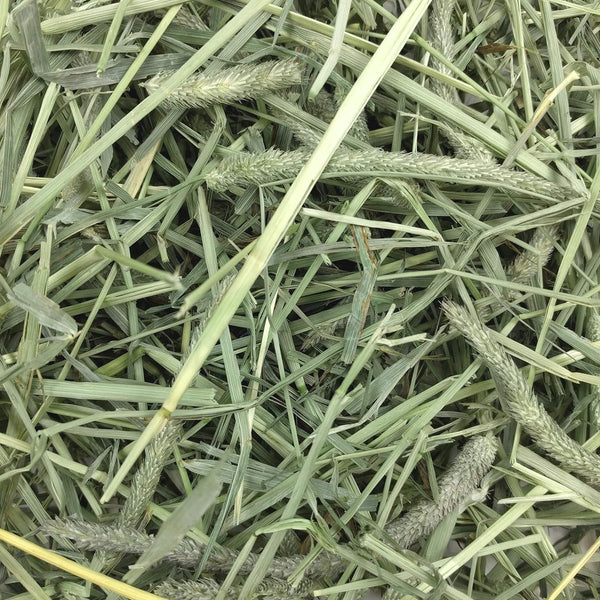 Oxbow Western Timothy Hay, Guinea Pig Hay, Small Pet Bunny Supplies, All Natural Grass for Guinea Pig, Bunny, Chinchilla & Hamster, Oxbow Rabbit Supplies for Bunnies, 9 Lb Box | Oxbow Timothy Hay, Bunny Hay for Rabbits, Guinea Pigs, Bunnies and Chinchillas, Hand-Sorted, De-Dusted, Made in USA8