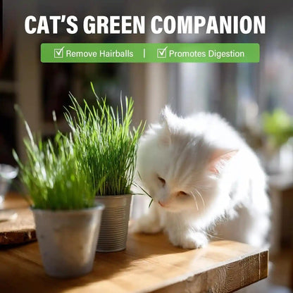 Cat Grass Treats for Indoor Cats, Crunchy Wheatgrass Snacks for Cats, 120G | Ready-To-Eat Wheatgrass Treats,Supports Natural Digestive Health & Hairball Passage,Grain-Free & Crunchy for Dental Care7