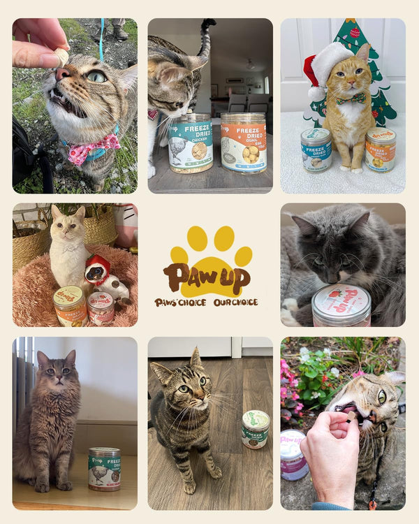 PAWUP Freeze Dried Chicken Cat Treats, High-Protein Cat Snacks, 10 Pack | Chicken First, High Protein, Interactive Feeding, Daily Rewards, Cat Lollipops Treat, Birthday Cat Treat, Interactive Feeding8