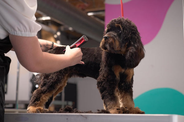 Wahl Pro Animal Bravura2 - Cordless Professional Pet Clipper for Dogs, Cats & Horses - Multi-Speed - Durable & Easy to Carry - USB Charging - Travel-Friendly - Comfortable Grip - Brilliant Rose8
