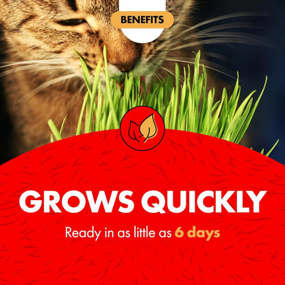 Miracle Care Cat A'Bout Cat Grass Kit, 5.25 Ounce | Easy to Grow Seeds + Planter for Indoor Cats, Natural Fiber Aids Digestion, Reduces Hairballs, Freshens Breath, Quick Growing4