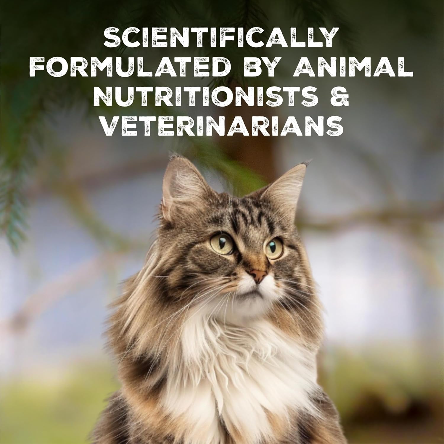 blue-buffalo-wilderness-tasty-chicken-crunchy-cat-treats-grain-free-cat-treats-real-chicken-natural-ingredients-enhanced-with-vitamins-minerals-other-nutrients-great-for-training-tub-12-oz