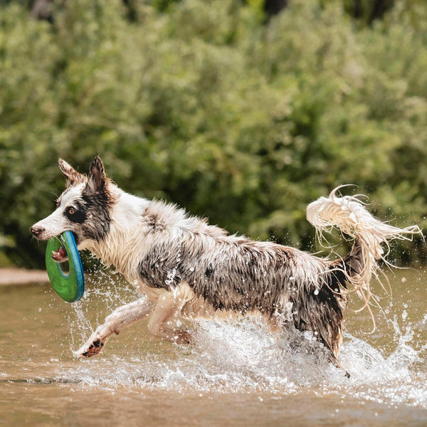 Chuckit! Amphibious Zipflight Floating and Flying Disc Dog Toy, Medium (8.5"), Assorted Colors (Orange and Blue/Green and Blue)4