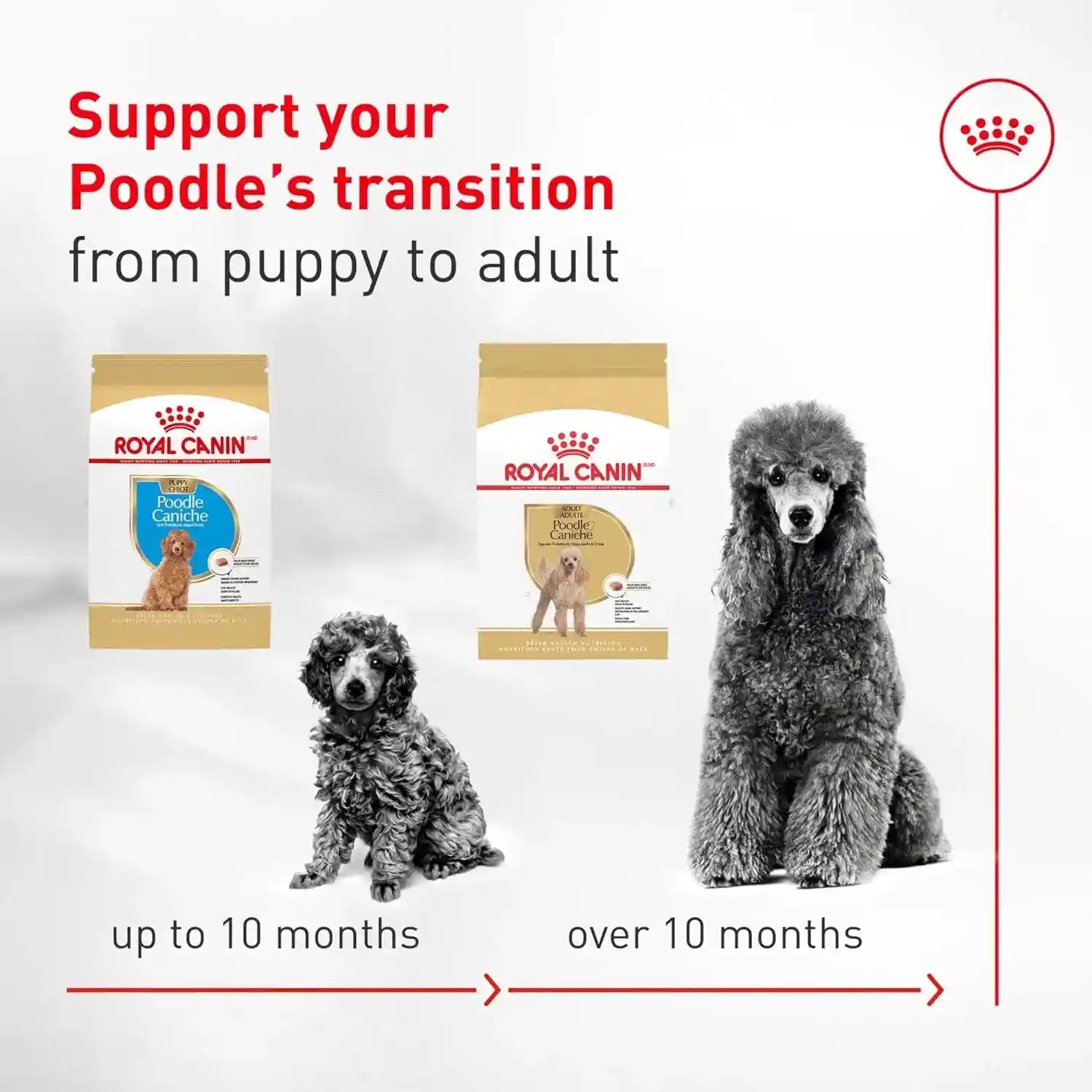 royal-canin-breed-breed-health-nutrition-poodle-adult-dry-dog-food