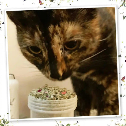 Meowijuana Winter Lift Catnip Blend | High-Potency, Hand-Harvested | Organic Hand-Harvested North American Catnip Blend for Cats; Fine-Ground for Toys, Beds & Scratchers; Play or Calm4