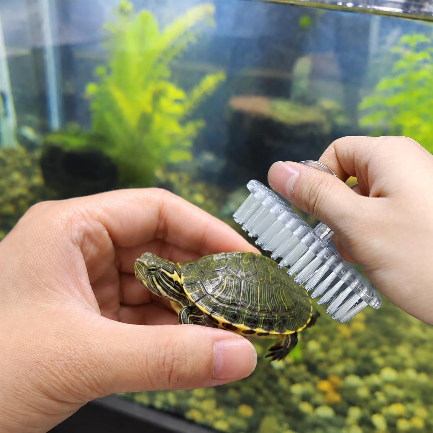 turtle-brush-with-suction-cup-screw-the-upgraded-turtle-scrub-brush-tightly-on-the-glass-it-is-not-easy-to-fall-off-and-slide-helping-the-turtle-remove-dirt-on-the-back-and-abdomen