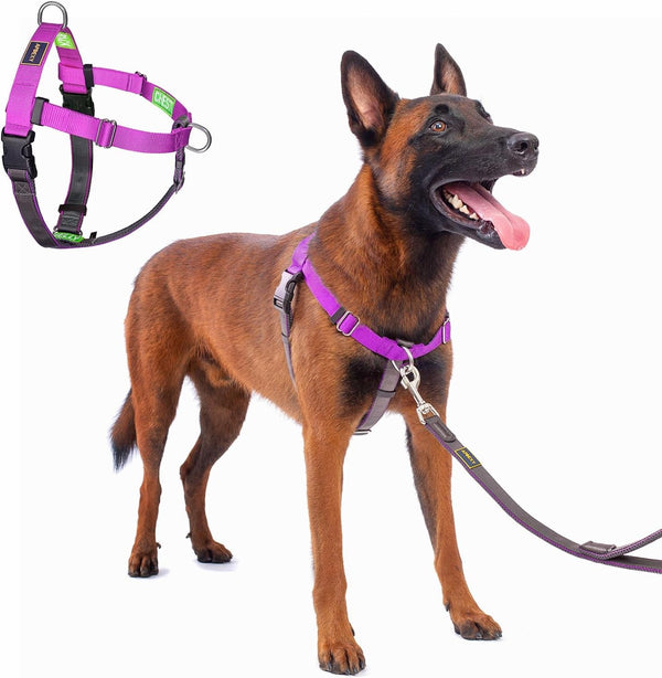 Freedom No Pull Dog Harness, Purple, Large | Designed for Hound Dog Train, Easy Walk with 2 Stainless D-Rings, Sewn-In Instructions Tags, 60-80 Lbs10