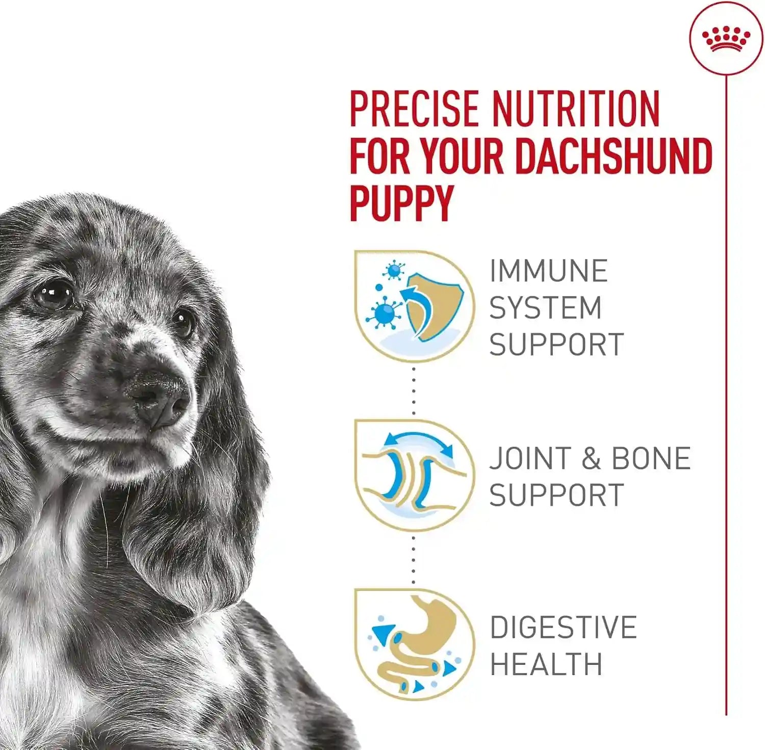 royal-canin-breed-health-nutrition-dachshund-puppy-dry-dog-food-2-5-lb-bag-specialized-nutrition-for-dachshund-puppies-supports-healthy-growth-tailored-kibble-shape-2-5-pound-bag