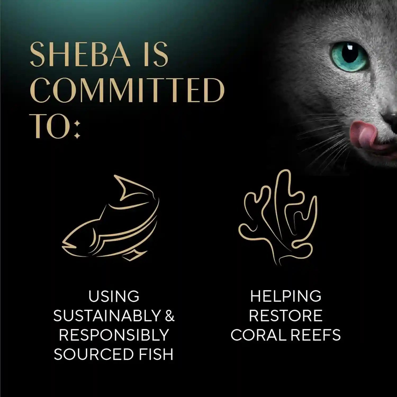 sheba-perfect-portions-kitten-pate-wet-cat-food-multipack-2-6-oz-24-ct-dha-for-brain-development-vitamin-e-for-immunity-real-meat-all-essential-amino-acids-complete-balanced-48-servings