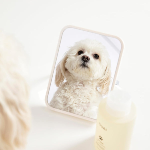 OUAI Fur Bébé Pet Shampoo - Cat & Dog Shampoo for Gentle Cleansing, Hydration & Shine - Vegan & Cruelty-Free Pet Supplies with Aloe Vera & Panthenol - Mercer Street Scent (16 Fl Oz)6